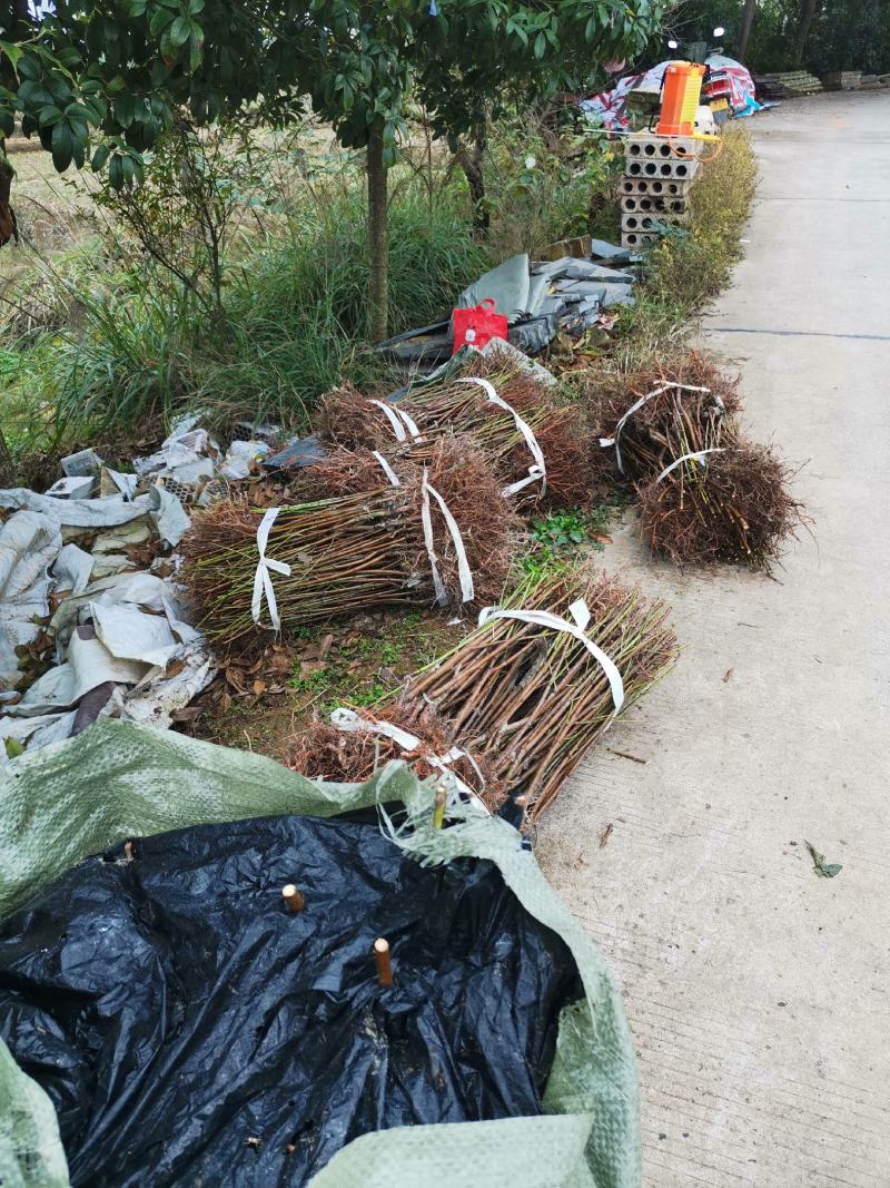 早熟金玉黄桃苗6月初成熟果大味甜质脆不变软套袋黄皮黄肉
