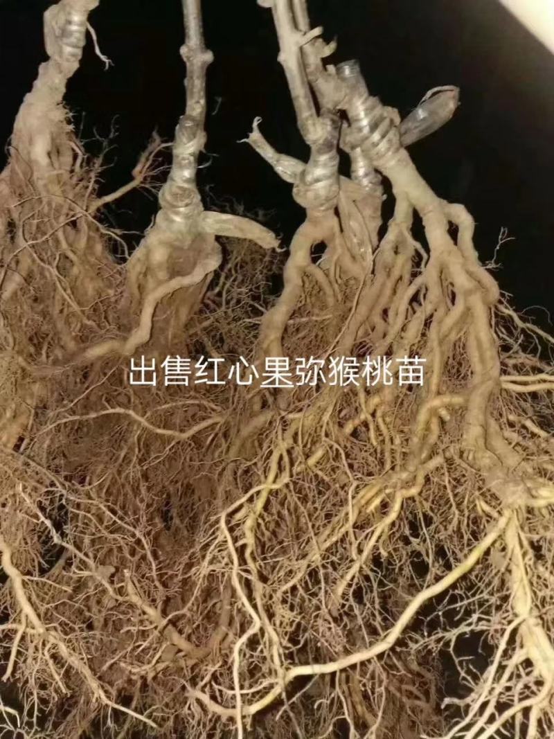 红心猕猴桃苗，红心猕猴桃苗子，产地直发一手货源量大包邮