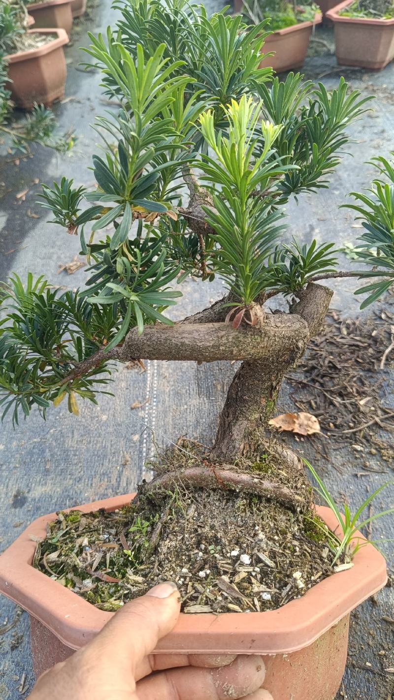 中叶罗汉松悬崖基地直发