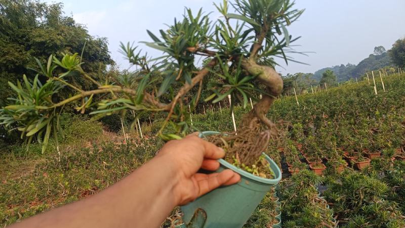 中叶罗汉松悬崖基地直发
