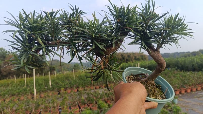 中叶罗汉松悬崖基地直发