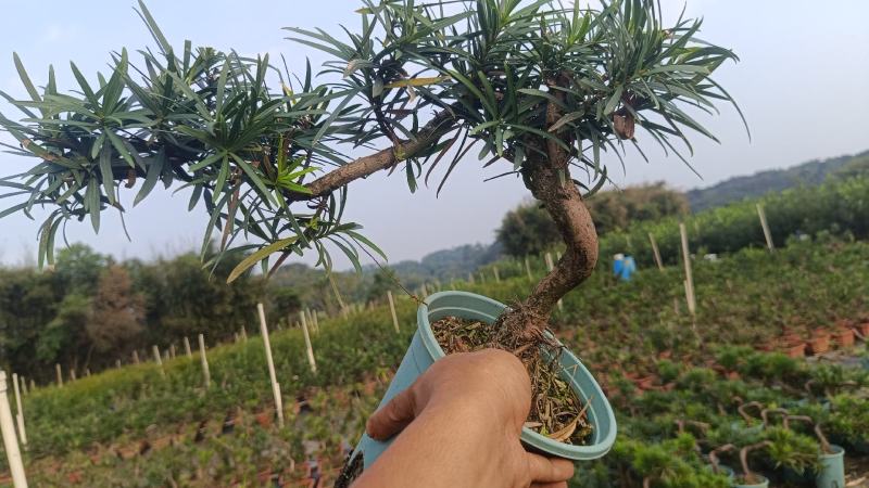中叶罗汉松悬崖基地直发
