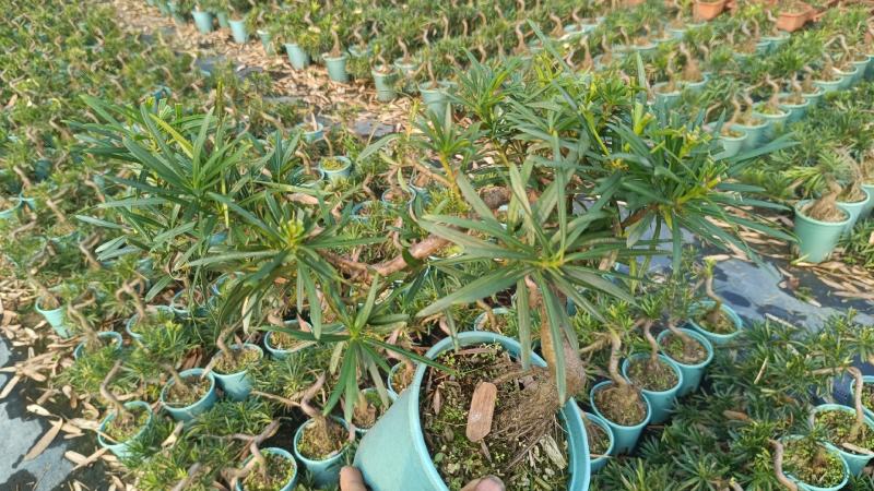 中叶罗汉松悬崖基地直发
