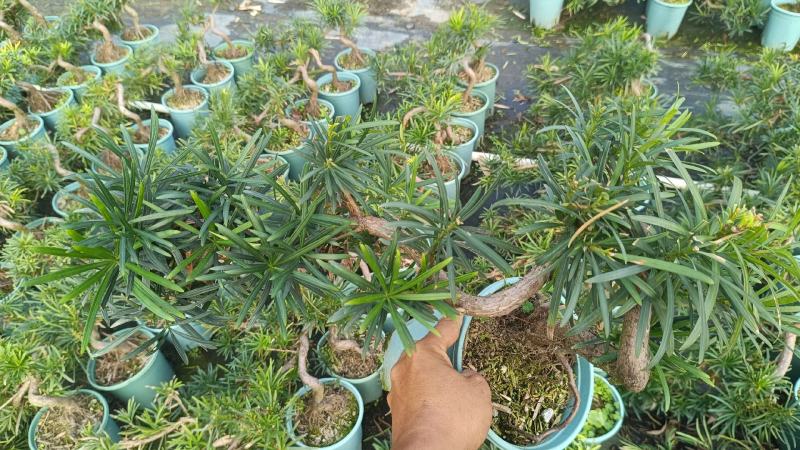 中叶罗汉松悬崖基地直发