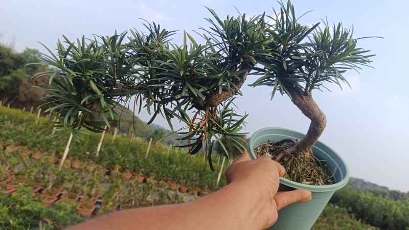 中叶罗汉松悬崖基地直发