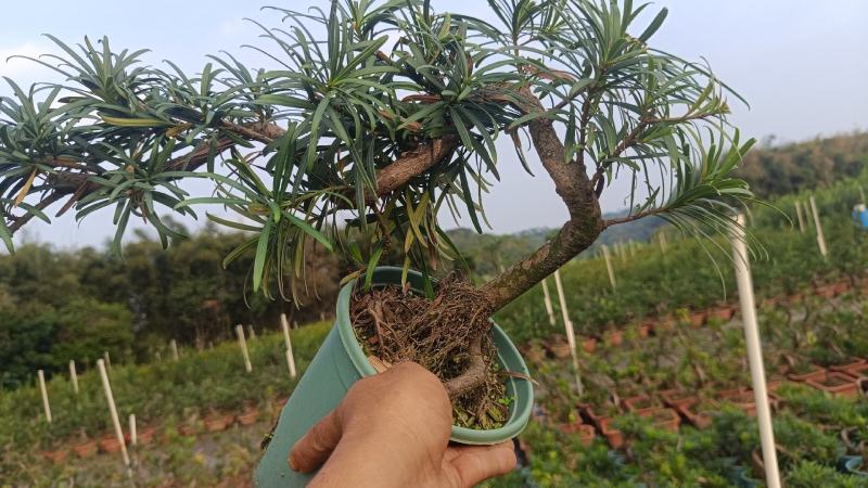 中叶罗汉松悬崖基地直发