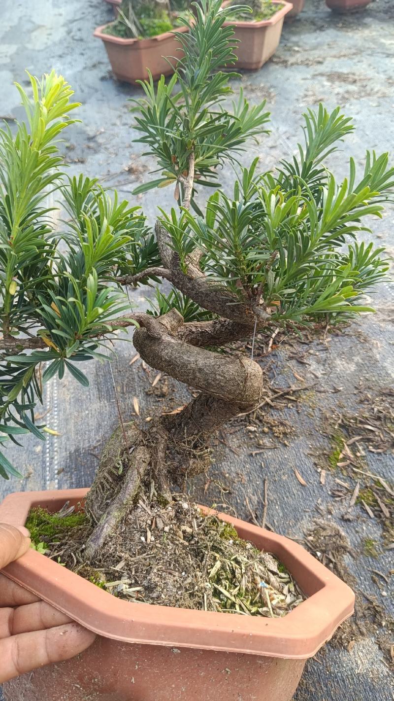中叶罗汉松悬崖基地直发