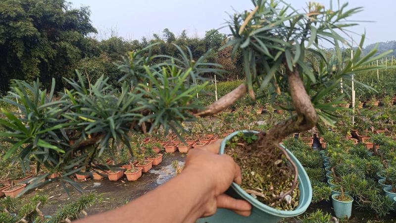 中叶罗汉松悬崖基地直发