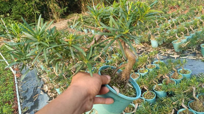 中叶罗汉松悬崖基地直发