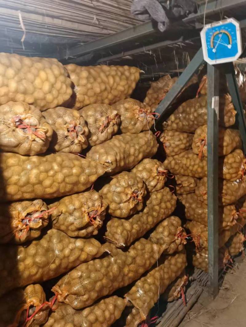 优质脱毒土豆种，荷兰十五，V7希森沃土实验一大量现货