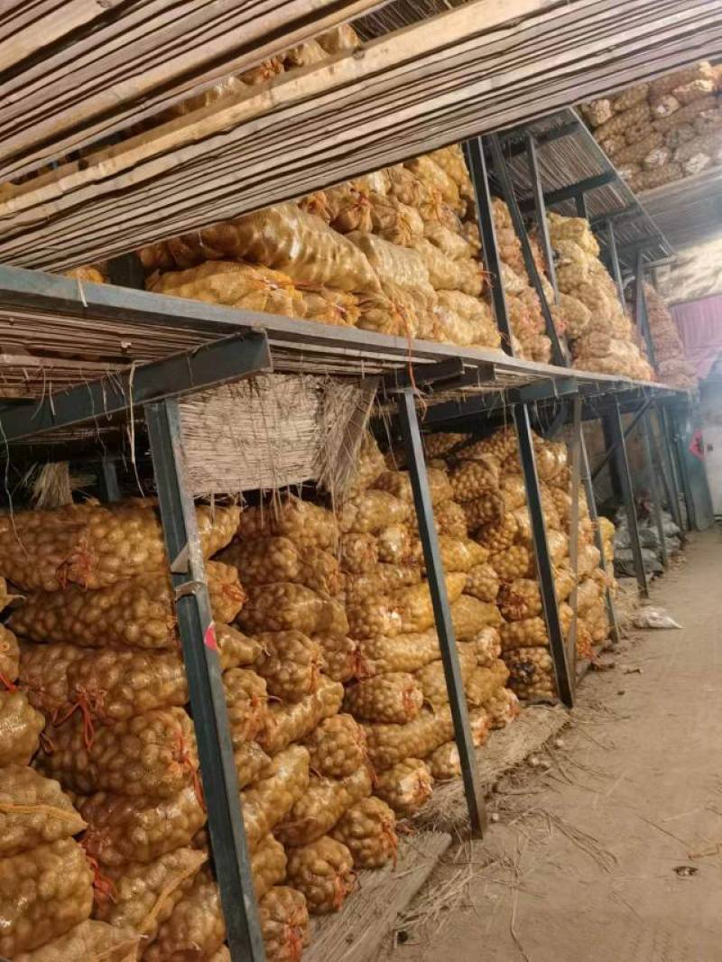 优质脱毒土豆种，荷兰十五，V7希森沃土实验一大量现货