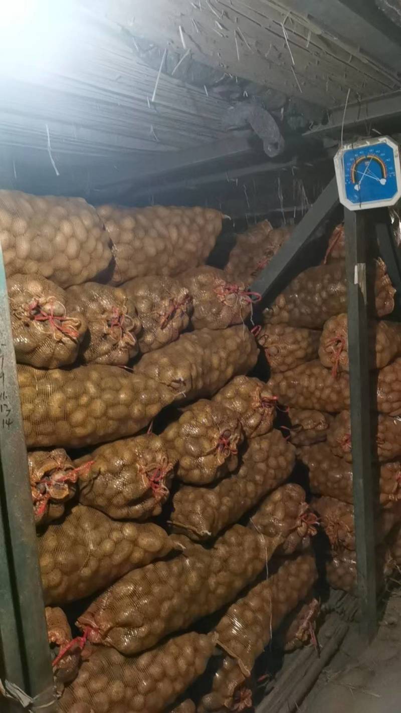 优质脱毒土豆种，荷兰十五，V7希森沃土实验一大量现货