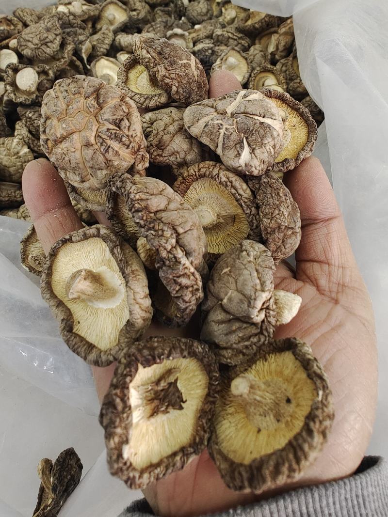 随州香菇精选光面菇3~4cm产地直销品质稳定可出口