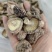 随州香菇精选光面菇3~4cm产地直销品质稳定可出口