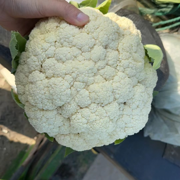 浙江台州精品散花上市了