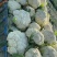 浙江台州精品散花上市了