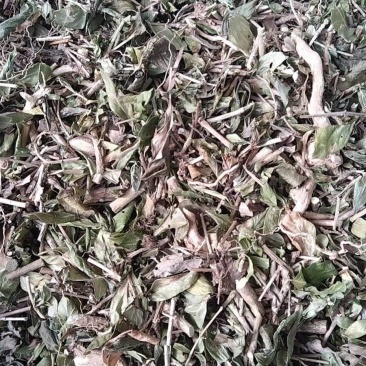 六月雪全草切片
