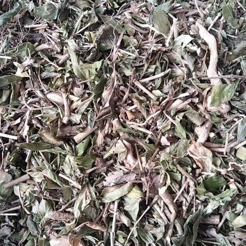 六月雪全草切片