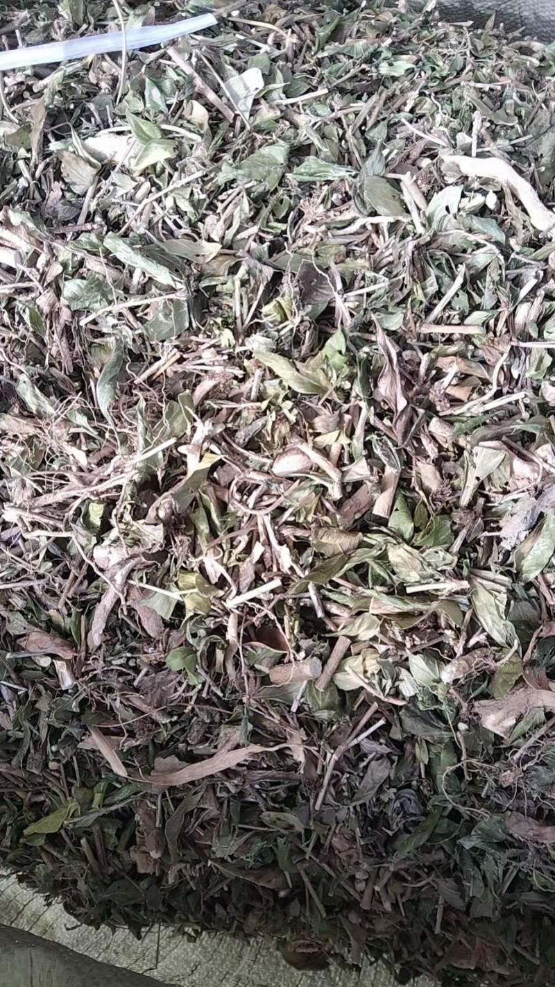 六月雪全草切片