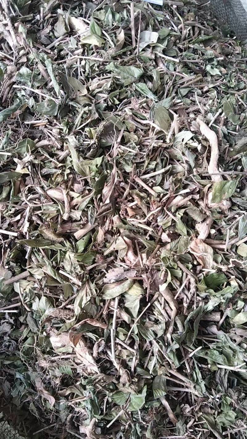 六月雪全草切片