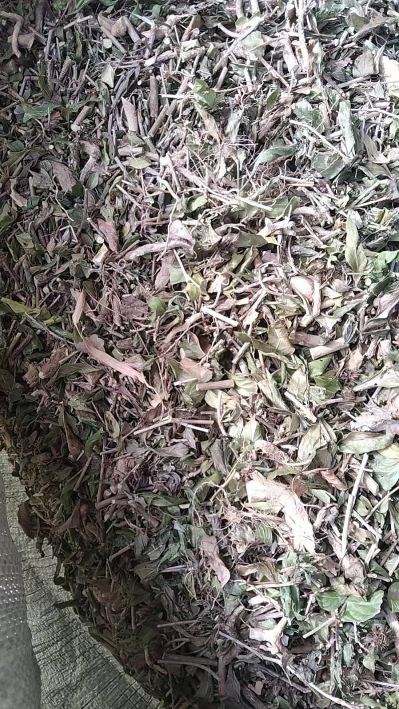 六月雪全草切片