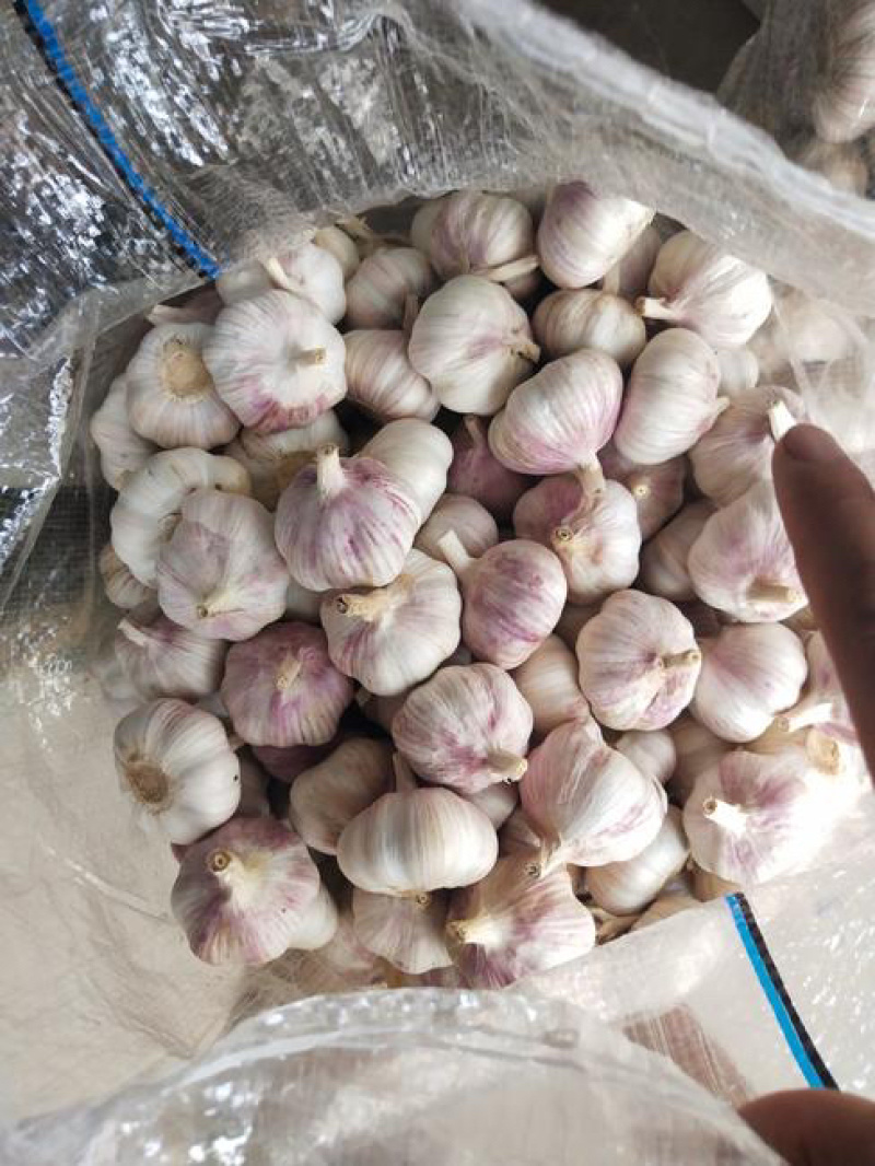 山东金乡大蒜量大从优品质保证产地直发量大从优欢迎来电联系