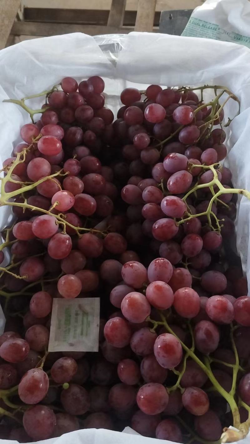 夏黑葡萄供应，沪太八号葡萄，冷冷库提葡萄