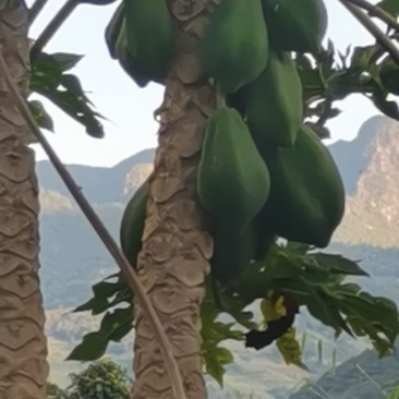 番木瓜