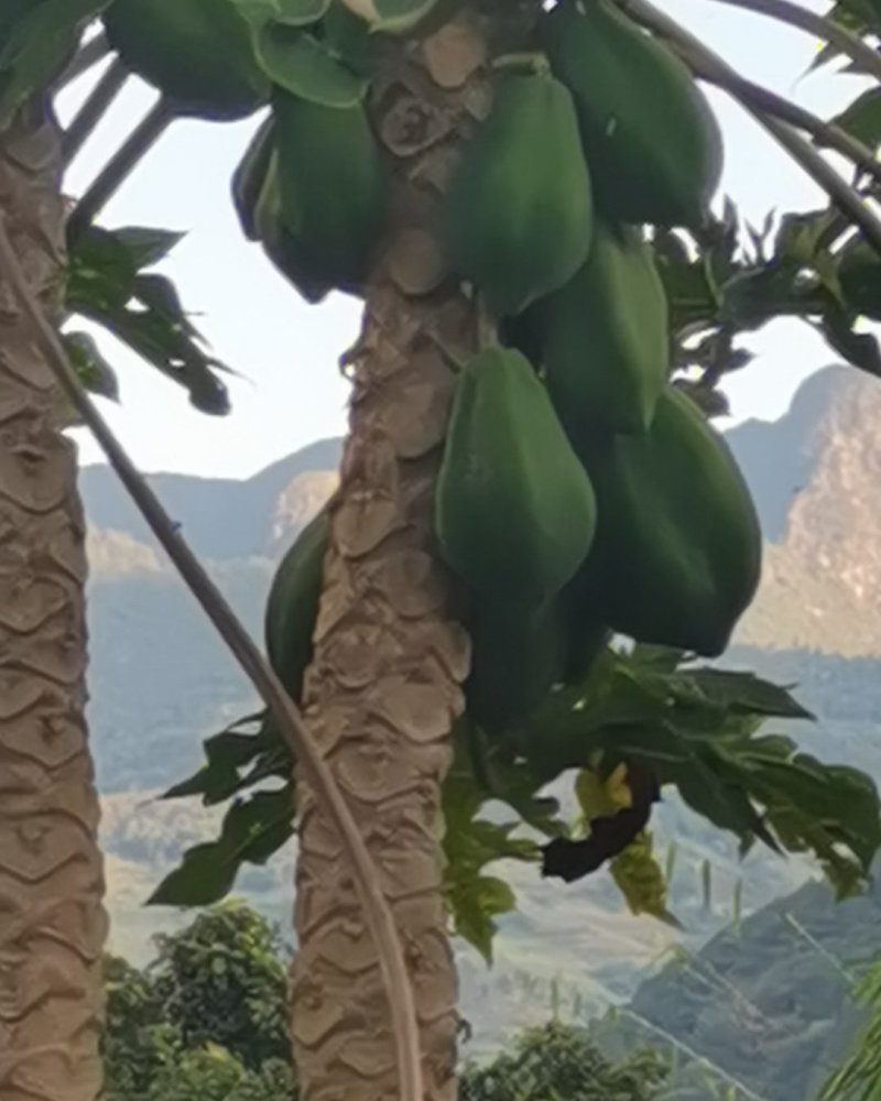 番木瓜