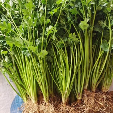 铁杆香菜大量上市产地直发一手货源保质保量