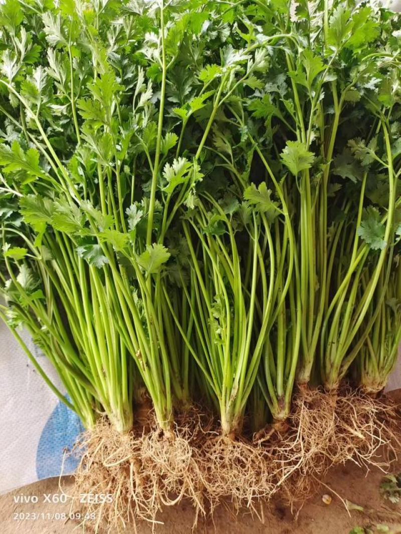 铁杆香菜大量上市产地直发一手货源保质保量