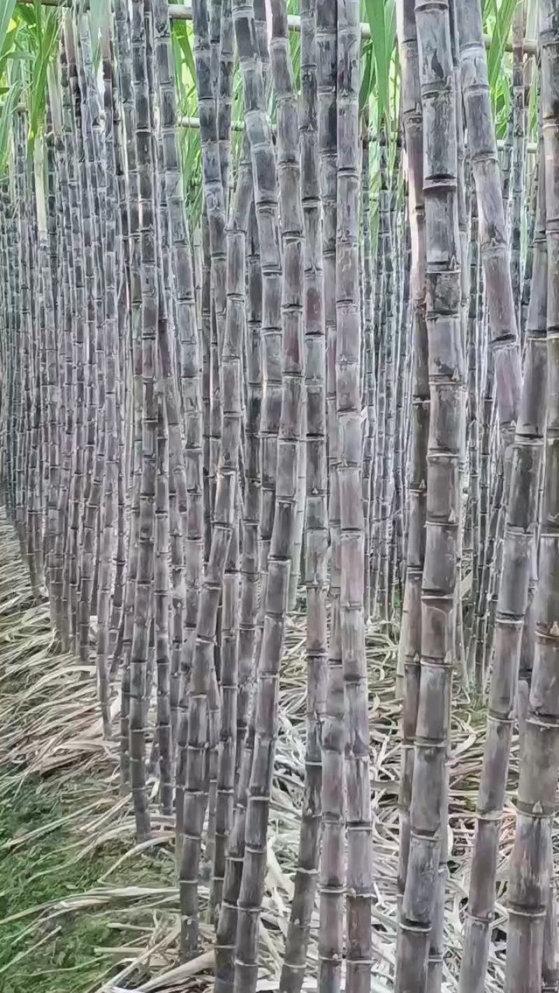 【实力商家】广东黑皮甘蔗皮薄多汁现砍现发基地批发量大直供