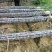 【实力商家】广东黑皮甘蔗皮薄多汁现砍现发基地批发量大直供
