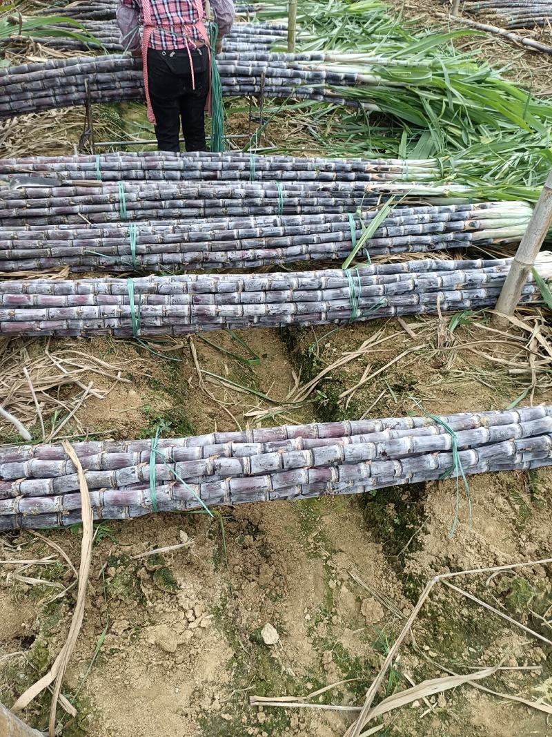 【实力商家】广东黑皮甘蔗皮薄多汁现砍现发基地批发量大直供