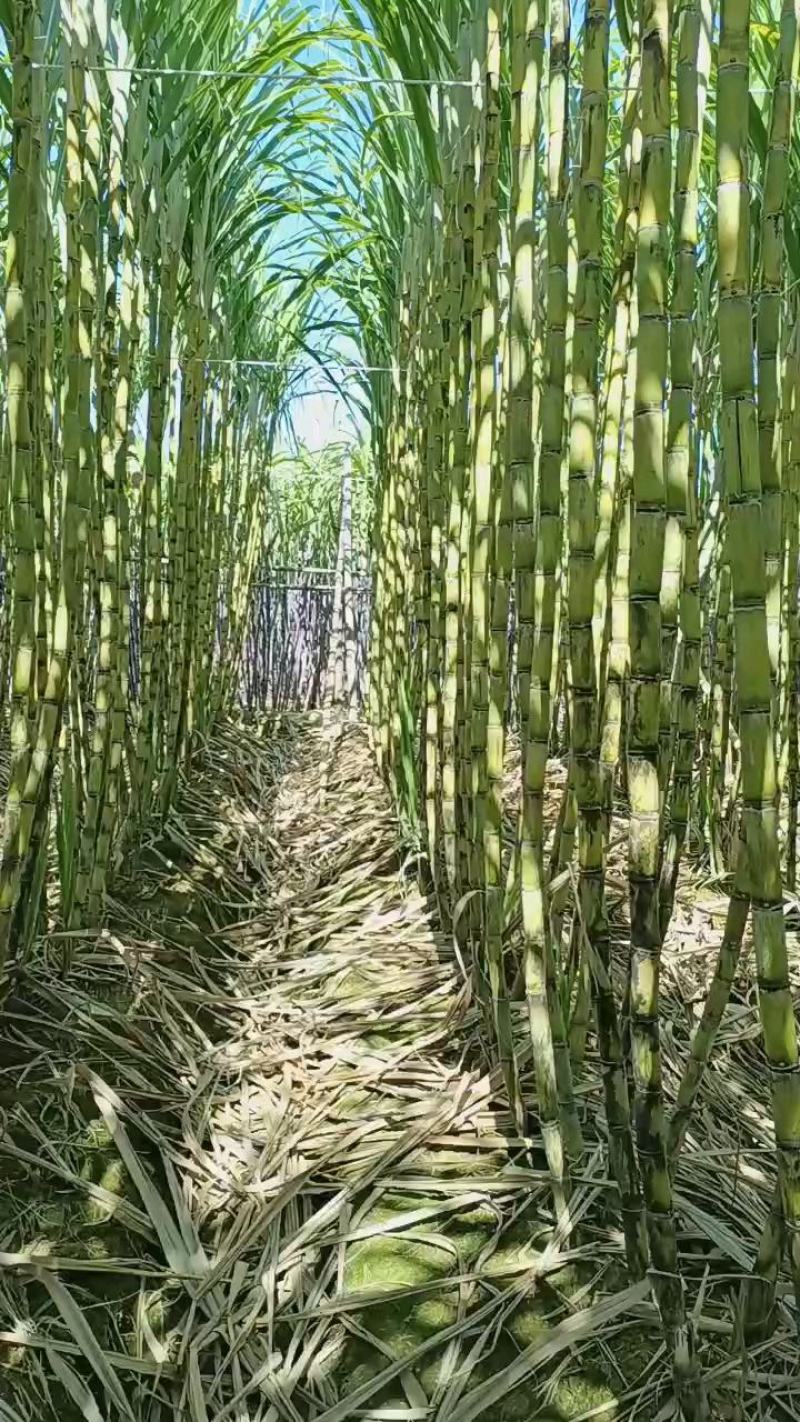 【黄皮甘蔗广东黄皮甘蔗大量供应根长茎粗大量供应欢迎咨询