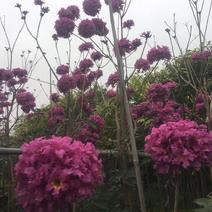 紫薇绣球风铃木