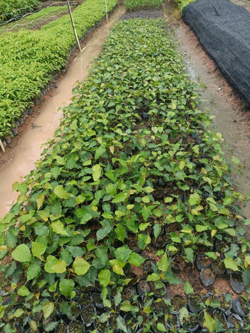 菩提榕小苗至20公分