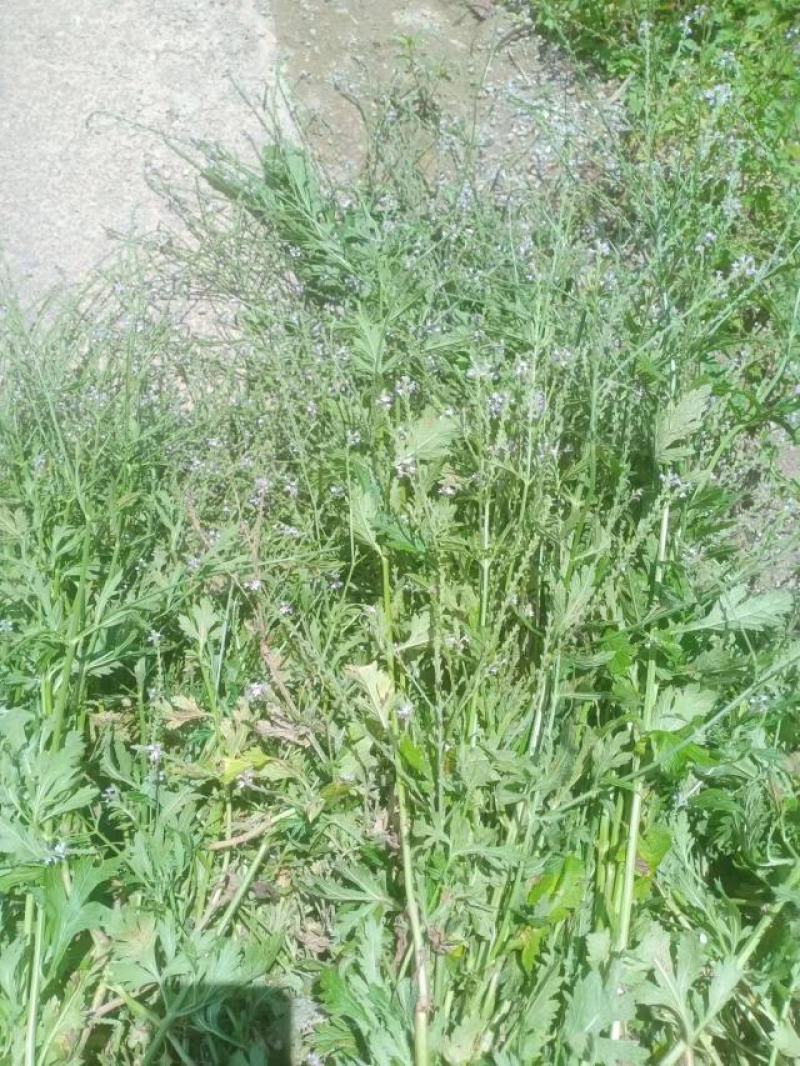 马鞭草片野生：货零售批：发一手货源个片欢迎合作