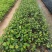 菩提榕小苗至20公分
