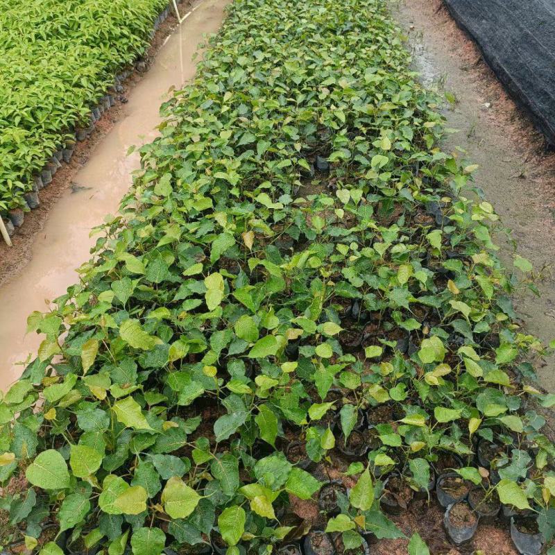 菩提榕小苗至20公分