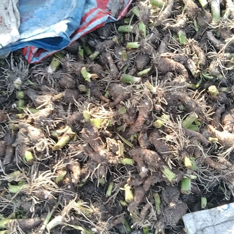 芋头种子