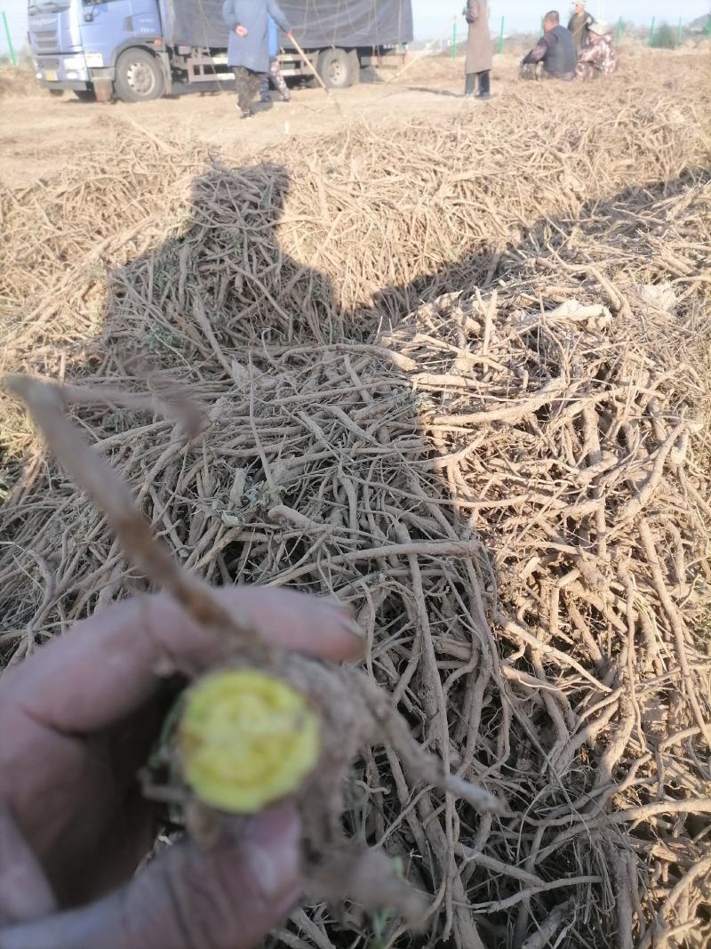 黄芩