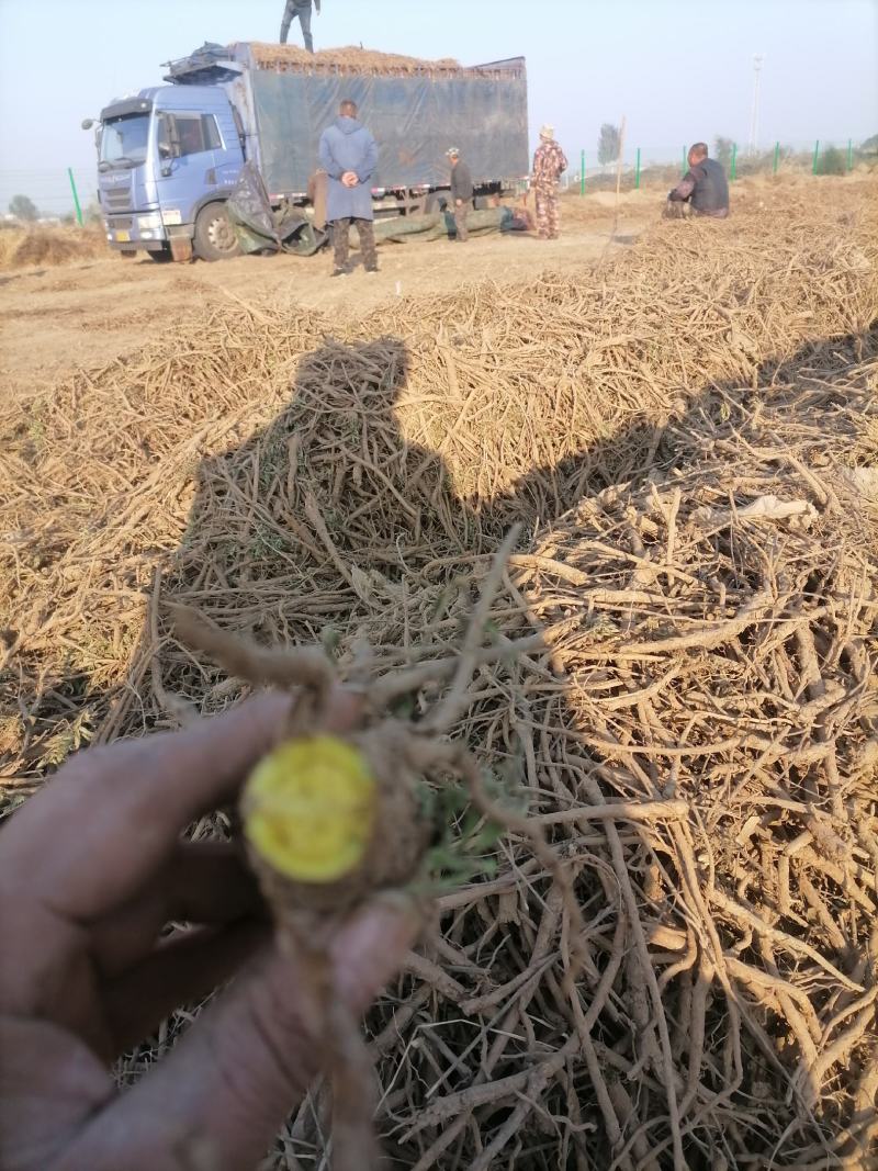 黄芩