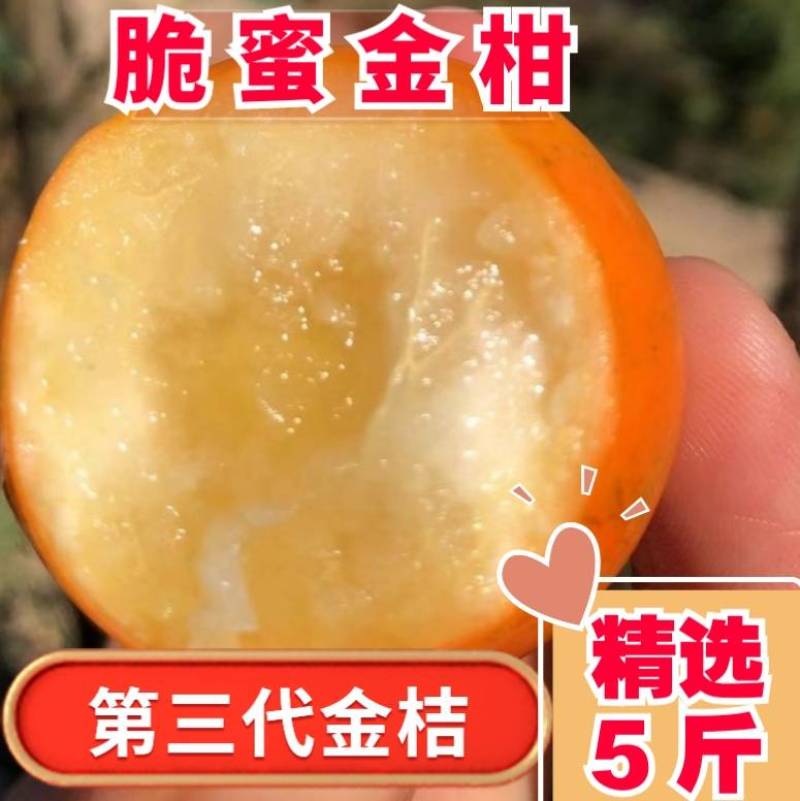 融安脆密金柑一手货源对接所有渠道全国发货包邮包售后