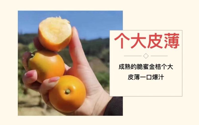 融安脆密金柑一手货源对接所有渠道全国发货包邮包售后