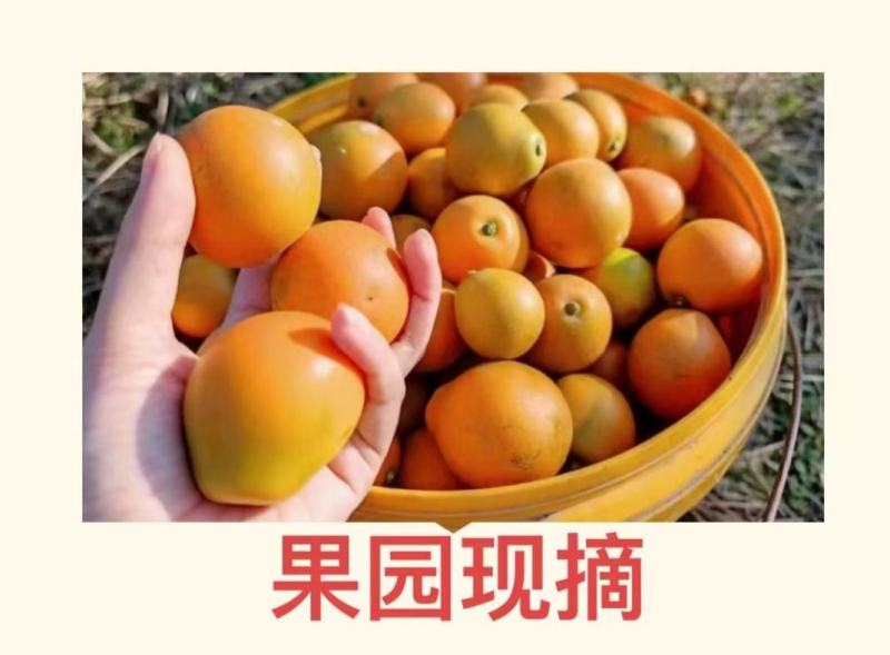 融安脆密金柑一手货源对接所有渠道全国发货包邮包售后