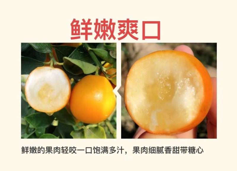融安脆密金柑一手货源对接所有渠道全国发货包邮包售后