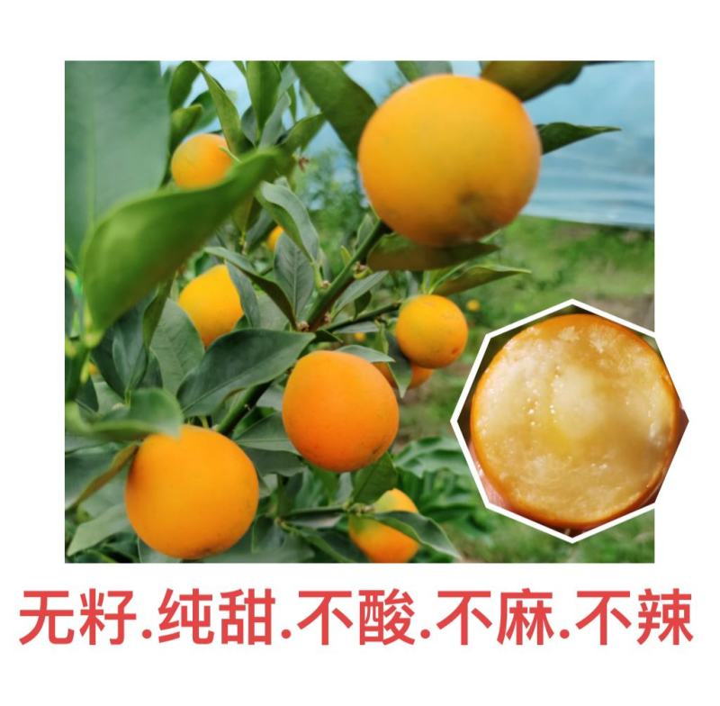 融安脆密金柑一手货源对接所有渠道全国发货包邮包售后