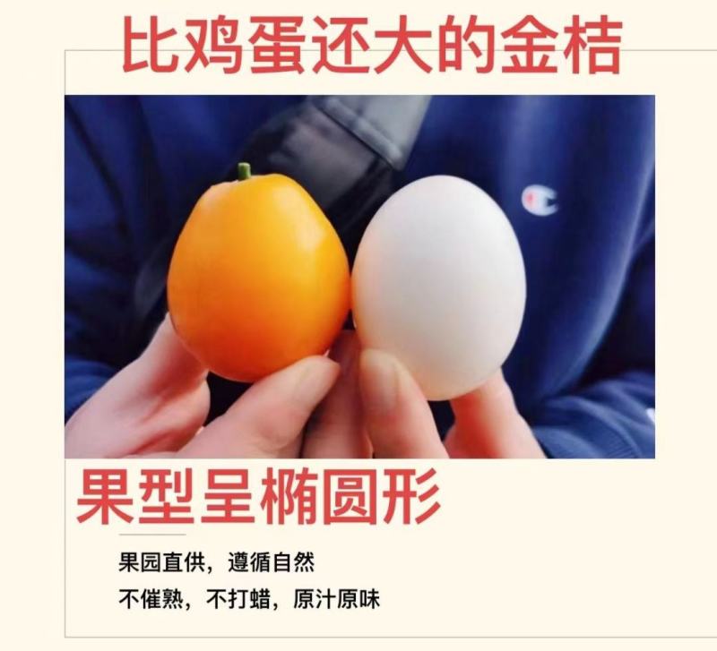 融安脆密金柑一手货源对接所有渠道全国发货包邮包售后