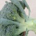 精品耐寒优秀西兰花小米粒二指把，需要的联系我
